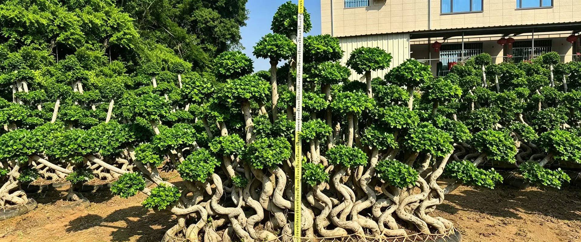 Kiina Evergreen Shade Trees Toimittaja
