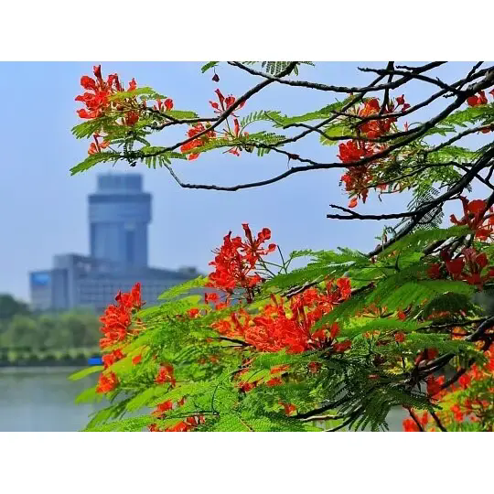Kuinka Royal Poinciana luo upeita trooppisia maisemia?