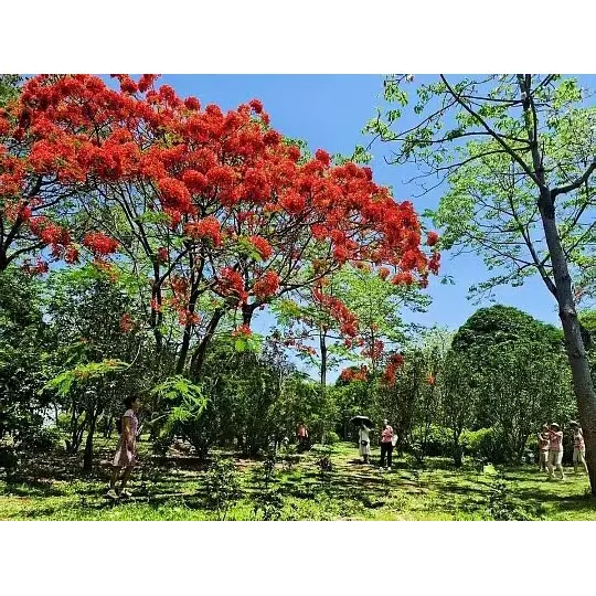 Kuinka ruukkukasvit Royal Poinciana Trees laajentaa kasvien tukkukauppiaiden markkina-aluetta? Kuinka ruukkukasvit Royal Poinciana Trees laajentaa kasvien tukkukauppiaiden markkina-aluetta?