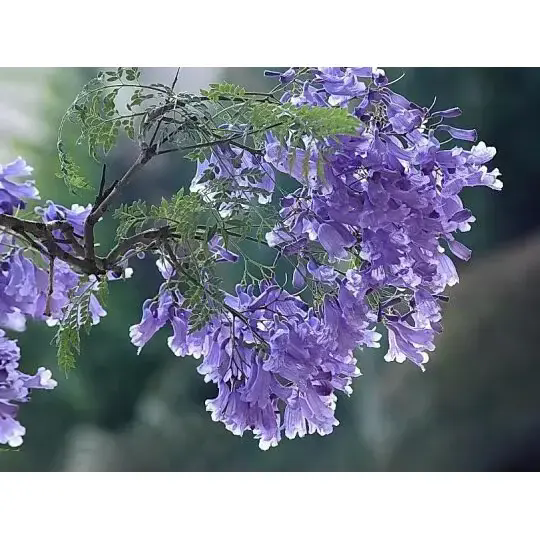 Kuinka Jacaranda-puu luo upeita maisemia ja pitkäkestoista kauneutta?