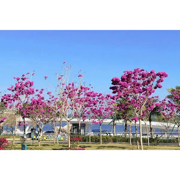 Mikä tekee Purple Trumpet Tree -puusta ihanteellisen valinnan upeisiin maisemaprojekteihin? Mikä tekee Purple Trumpet Tree -puusta ihanteellisen valinnan upeisiin maisemaprojekteihin?