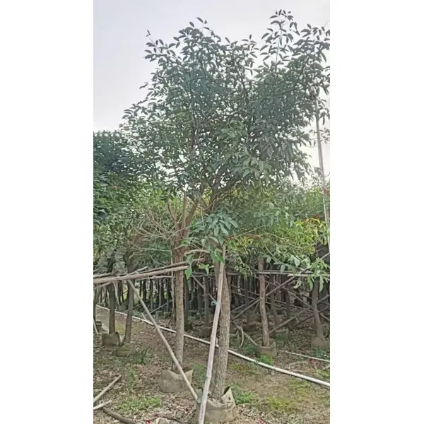 Kukonkenno Coral Tree Liners