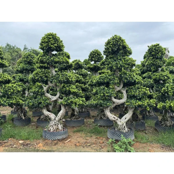 Ficus microcarpa vuoraukset Ficus microcarpa vuoraukset