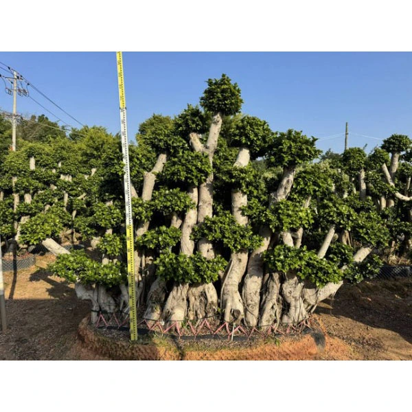 Ficus microcarpa vuoraukset