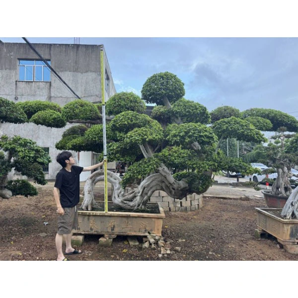 Ficus microcarpa vuoraukset