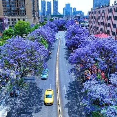 Jacaranda Bonsai Tree