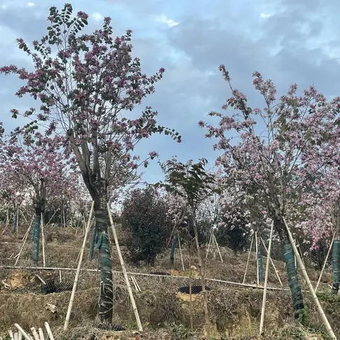 Pink Orchid Street Trees