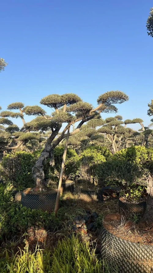 Potted Olive Tree