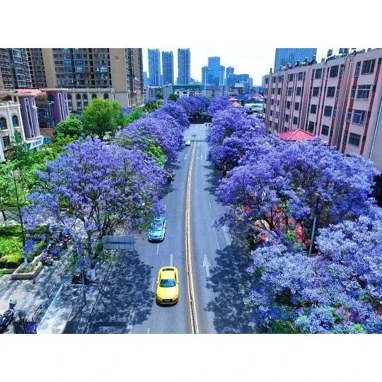 Jacaranda Bonsai -puu