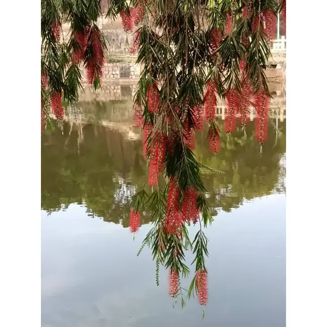 Weeping Bottlebrush Street Trees